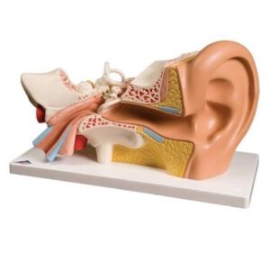 *Ear Anatomy
